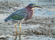 Green Heron-12